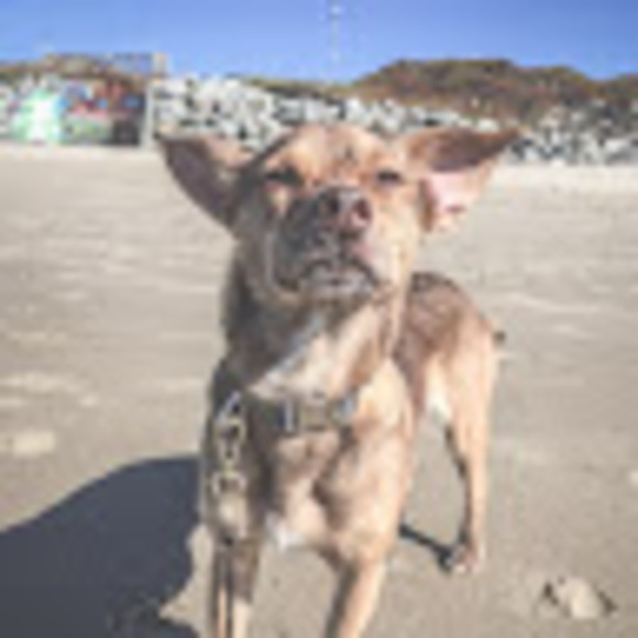 Meet your Posher, Lily - Picture 1 of 1